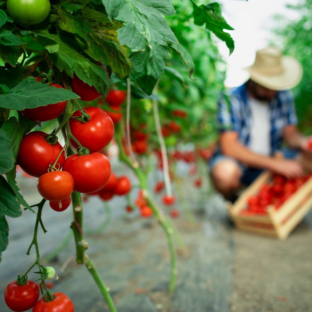 Organic food farm.
